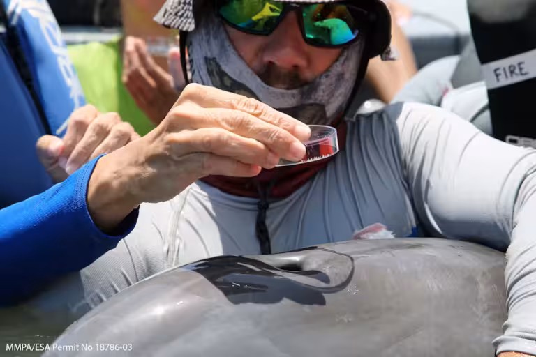 Testing for plastic in exhaled dolphin breath
