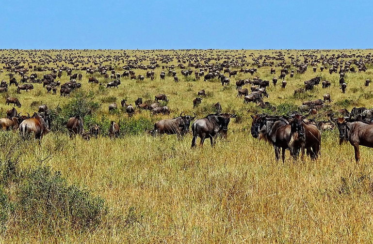 wildebeest migration