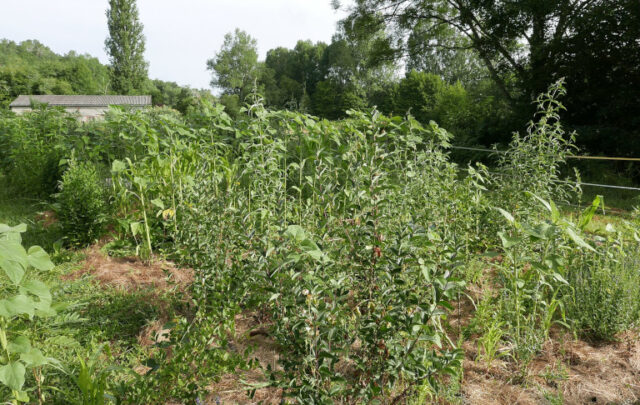 Forest garden with sunflowers