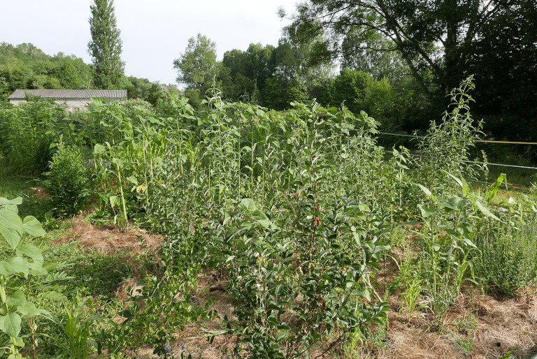 Forest garden with sunflowers