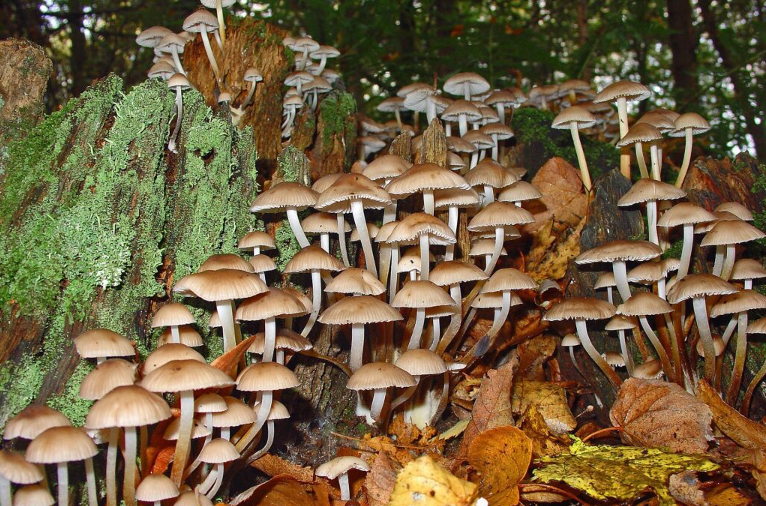 mushrooms