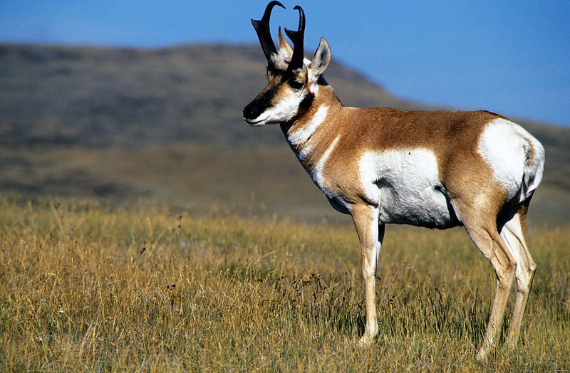 Pronghorn standing in prairie grass.