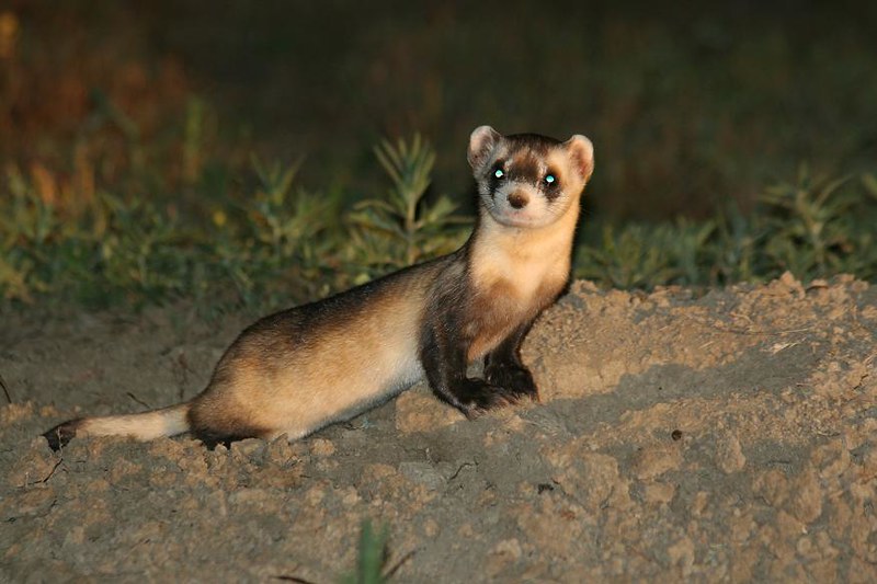 Black-footed ferret staring at camera