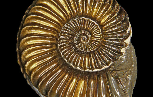 Ammonite