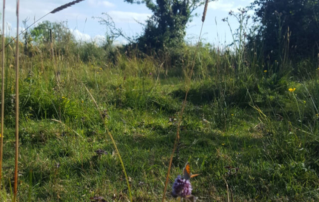 Whitethorn and meadowbrown butterfly