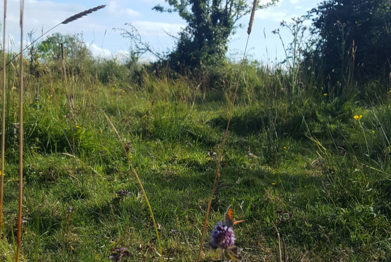 Whitethorn and meadowbrown butterfly
