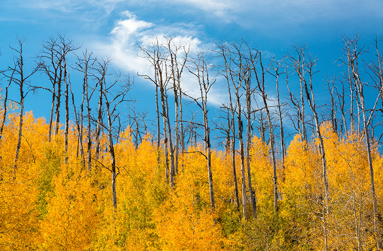Resiliencein a forest