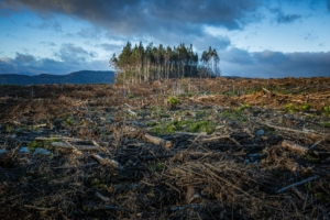 image of a cleared forest, with a last stand of trees in the center
