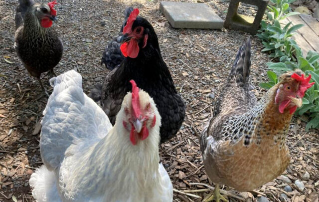 Richard's chickens
