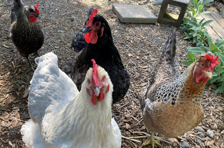 Richard's chickens