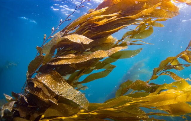 kelp forest