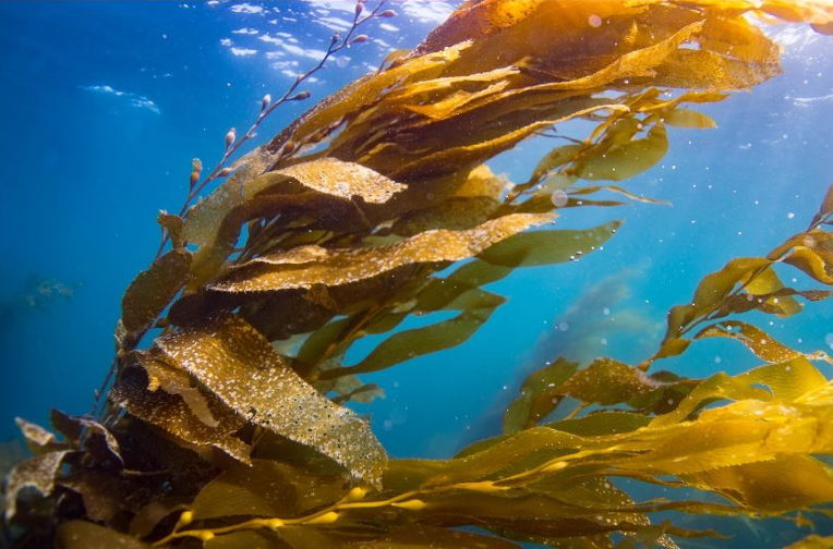 kelp forest