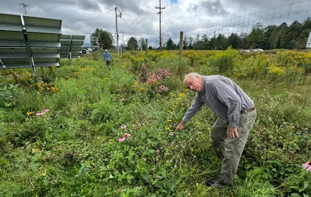 solar panels in field with pollinators